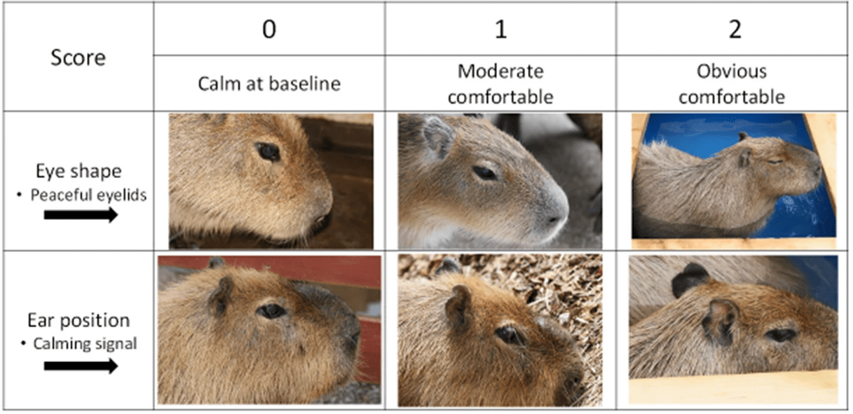 Why Do Capybaras Take Yuzu Baths? IFLScience